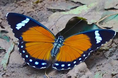 BUTTERFLIES OF KIBALE FOREST NATIONAL PARK, Uganda, Part 3, Guest Post by Karen Minkowski