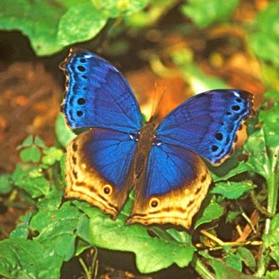 BUTTERFLIES OF KIBALE FOREST NATIONAL PARK, Uganda, Part 3, Guest Post by Karen Minkowski