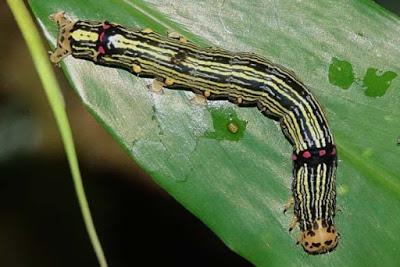 BUTTERFLIES OF KIBALE FOREST NATIONAL PARK, Uganda, Part 3, Guest Post by Karen Minkowski