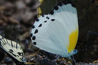 BUTTERFLIES OF KIBALE FOREST NATIONAL PARK, Uganda, Part 3, Guest Post by Karen Minkowski