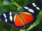 BUTTERFLIES KIBALE FOREST NATIONAL PARK, Uganda, Part Guest Post Karen Minkowski