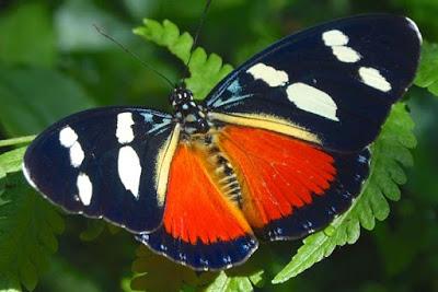 BUTTERFLIES OF KIBALE FOREST NATIONAL PARK, Uganda, Part 3, Guest Post by Karen Minkowski