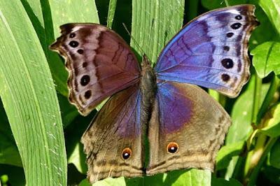 BUTTERFLIES OF KIBALE FOREST NATIONAL PARK, Uganda, Part 3, Guest Post by Karen Minkowski