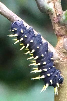 BUTTERFLIES OF KIBALE FOREST NATIONAL PARK, Uganda, Part 3, Guest Post by Karen Minkowski