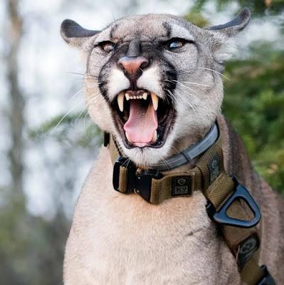 story of a pet Puma in Poland !