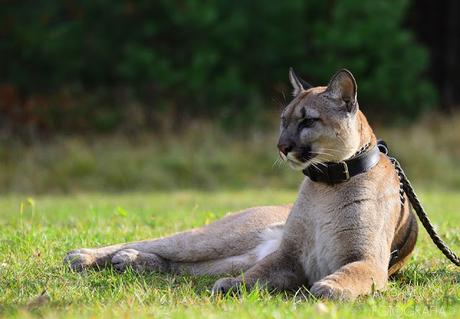 story of a pet Puma in Poland !