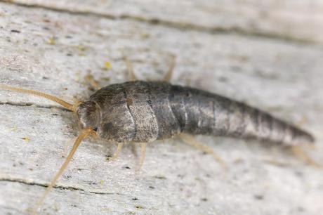 Picture of silverfish pest control baton rouge