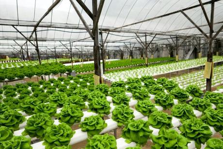 greenhouse-organic-farming-hydroponics