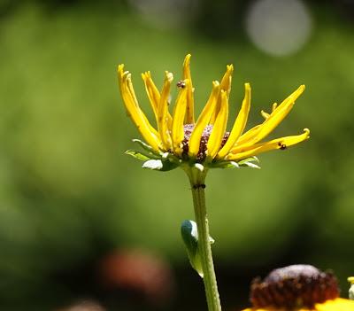 A Roving Eye at Home