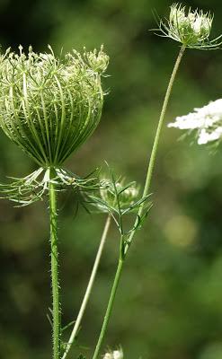 A Roving Eye at Home