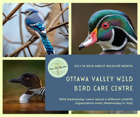 Wild Wednesday: Ottawa Valley Wild Bird Care Centre is the only rehabilitation center exclusively dedicated to wild birds