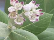 Aak/Calotropis Gigantea