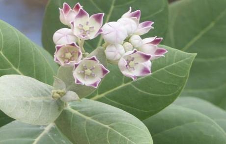 Aak/Calotropis Gigantea