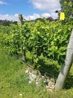 Extreme Viticulture: Sanctuary Vineyards Dorian Release