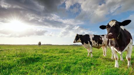 New book: well-raised meat is good for you, animals, and the planet