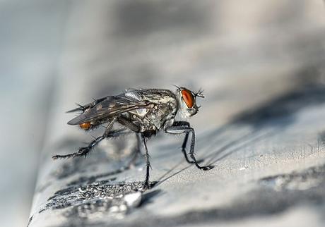 How To Keep Flies Out Of Your House