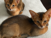 Mindblog's Back Office Expanded