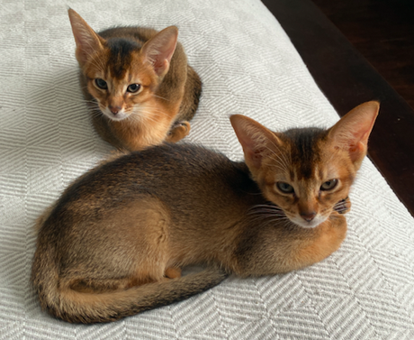 Mindblog's back office has expanded