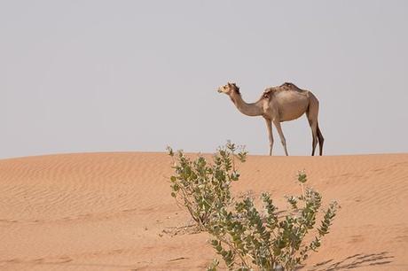 Enjoy Luxury Desert Safari in the Golden Land