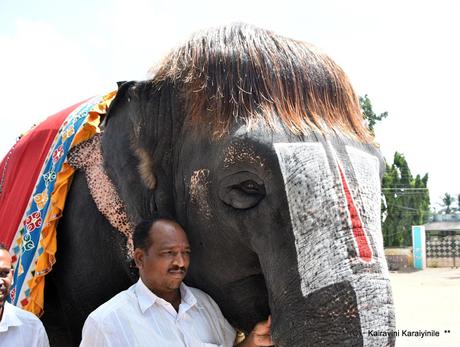 Sengamalam Cutie Raja Mannargudi