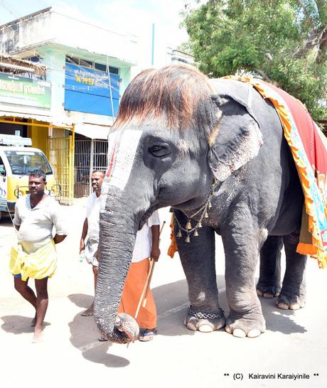 Sengamalam Cutie Raja Mannargudi