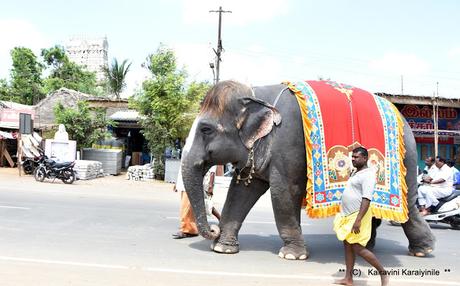 Sengamalam Cutie Raja Mannargudi