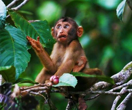 21 things to do in Indonesia