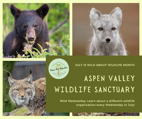 Wild Wednesday: Aspen Valley Wildlife Sanctuary is a leader in wildlife rehabilitation for over 40 years