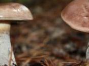 POEM: Ouroboros Life Death