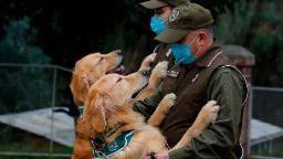Could Covid-19 sniffer dogs help reopen public spaces in Chile?