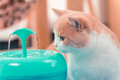 Top Five Friday: Five fun pet water fountains for cats #FridayFive