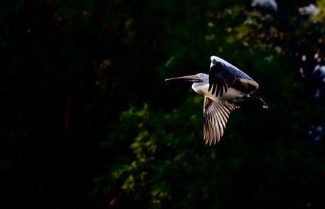 7 Migratory Birds That Brighten Jharkhand Every Year