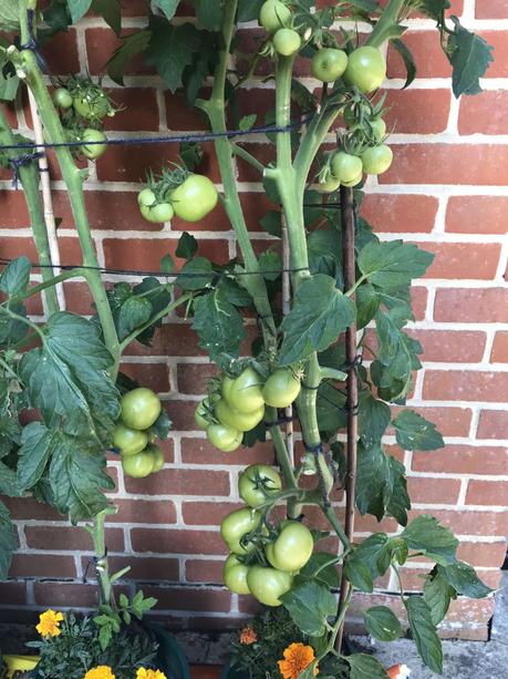 Six on Saturday 25/07/2020