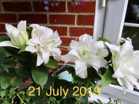 Six on Saturday 25/07/2020