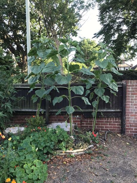 Six on Saturday 25/07/2020