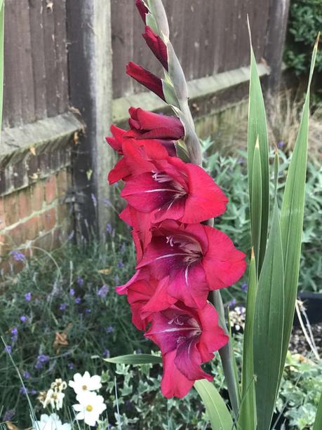 Six on Saturday 25/07/2020