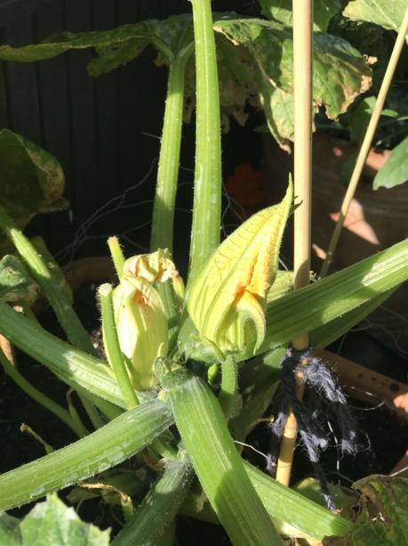 Six on Saturday 25/07/2020