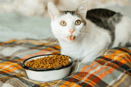 Cat Food Delivery Service: Nutritious, Delicious Food For Your Pawrrfect Partner!