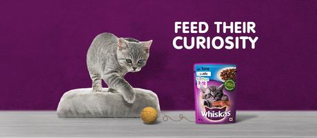 Cat Food Delivery Service: Nutritious, Delicious Food For Your Pawrrfect Partner!