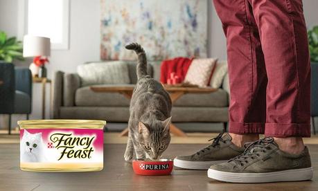 Cat Food Delivery Service: Nutritious, Delicious Food For Your Pawrrfect Partner!