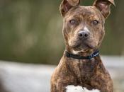 300+ Pitbull Names: Choices Cutest, Most Badass Names Your Dogs