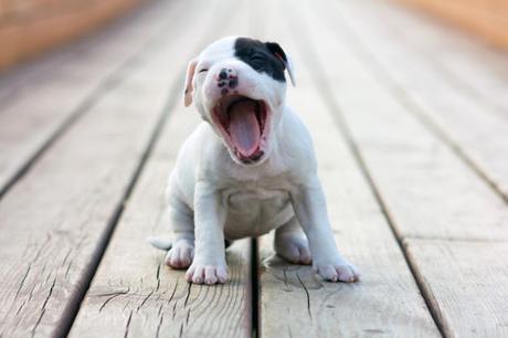300+ Pitbull Names: Top Choices of the Cutest, Most Badass Names for Your Pit Dogs