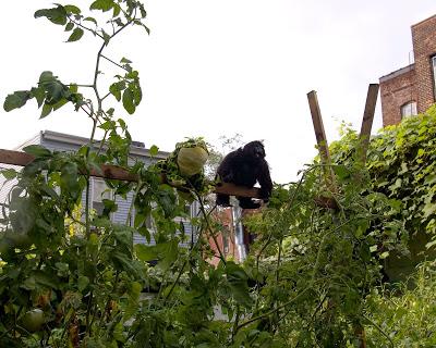 In the garden of Eden... [the epic of Jump and Kong]