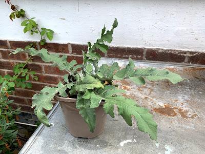 A plant buying trip to Avondale Nursery