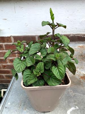 A plant buying trip to Avondale Nursery