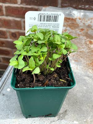 A plant buying trip to Avondale Nursery