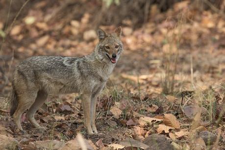 Mahuadanr Wolf Sanctuary, The Only Wolf Sanctuary In India