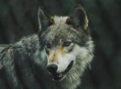 Mahuadanr Wolf Sanctuary, Only Sanctuary India