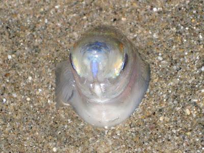 TONS OF FISH ON THE BEACH: A CALIFORNIA GRUNION RUN, Guest Post by Caroline Hatton