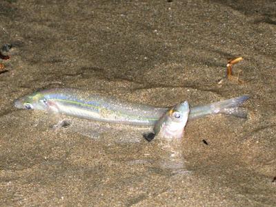 TONS OF FISH ON THE BEACH: A CALIFORNIA GRUNION RUN, Guest Post by Caroline Hatton